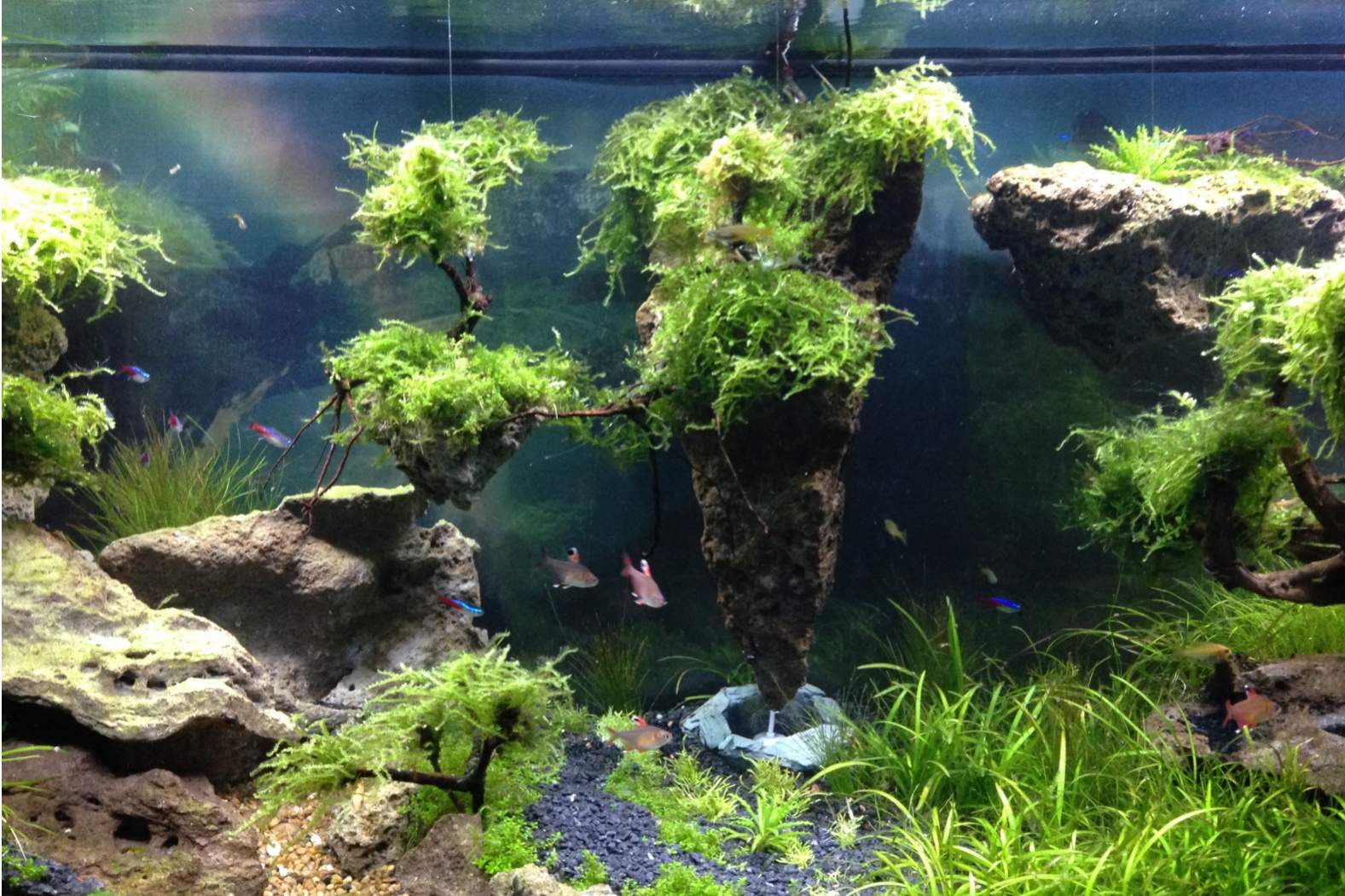 Aquascape \u0026quot;Floating Island\u0026quot;, Pesona Alam dalam Ruang part 2 oleh Moh.Faisol Muttaqin Aquascape \u0026quot;Floating Island\u0026quot;, Pesona Alam dalam Ruang part 2 oleh Moh.Faisol Muttaqin
